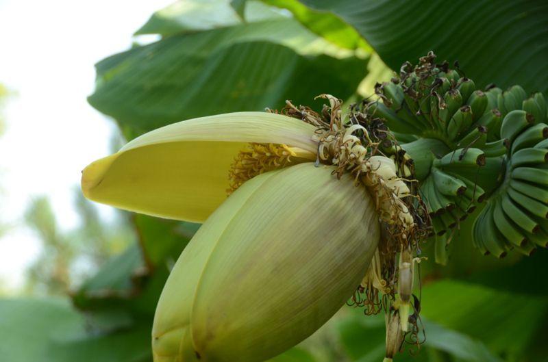 В Никитском ботсаду зацвели экзотические бананы (фото)